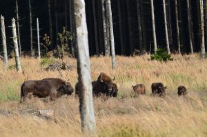 bison bornholm